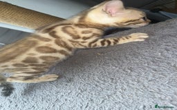 Bengal cats for sale: Stunning bengal kittens  - Image 13