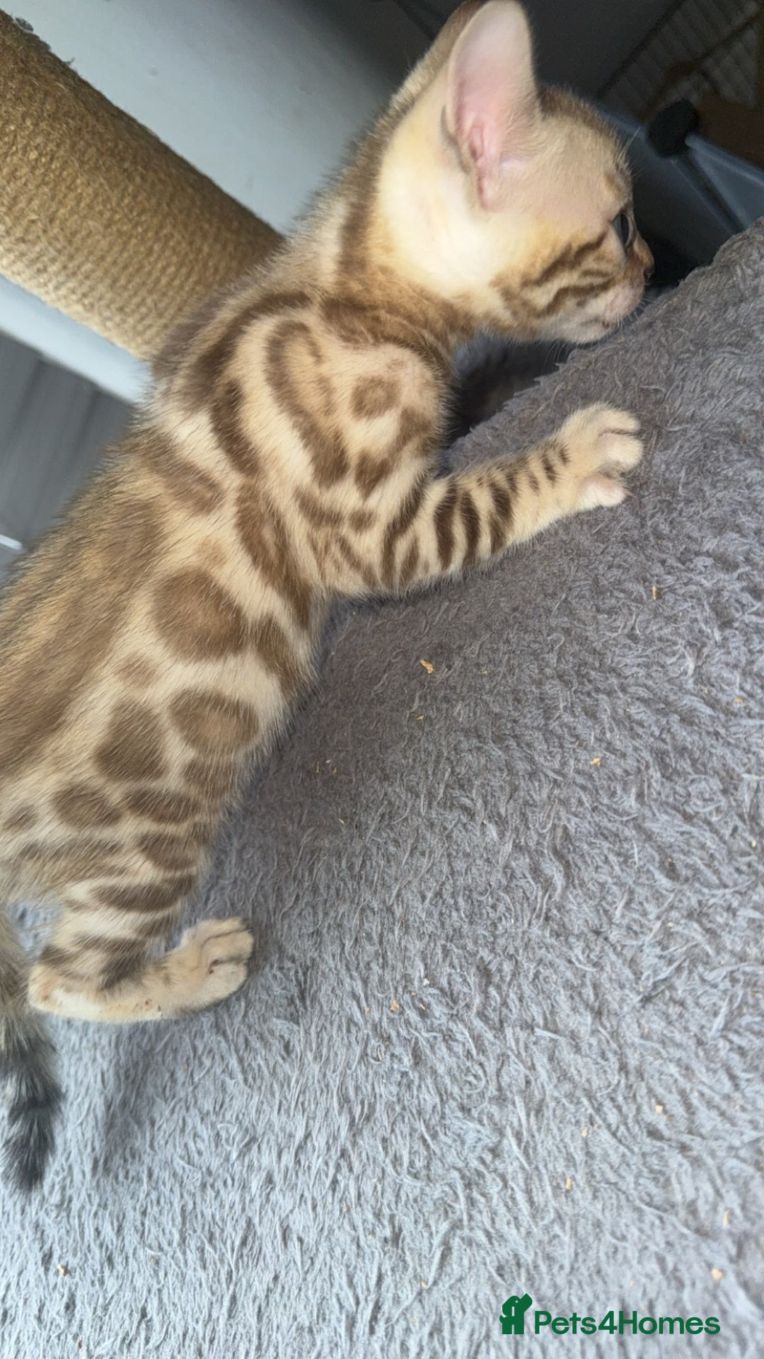 Bengal cats for sale: Stunning bengal kittens  - Image 13