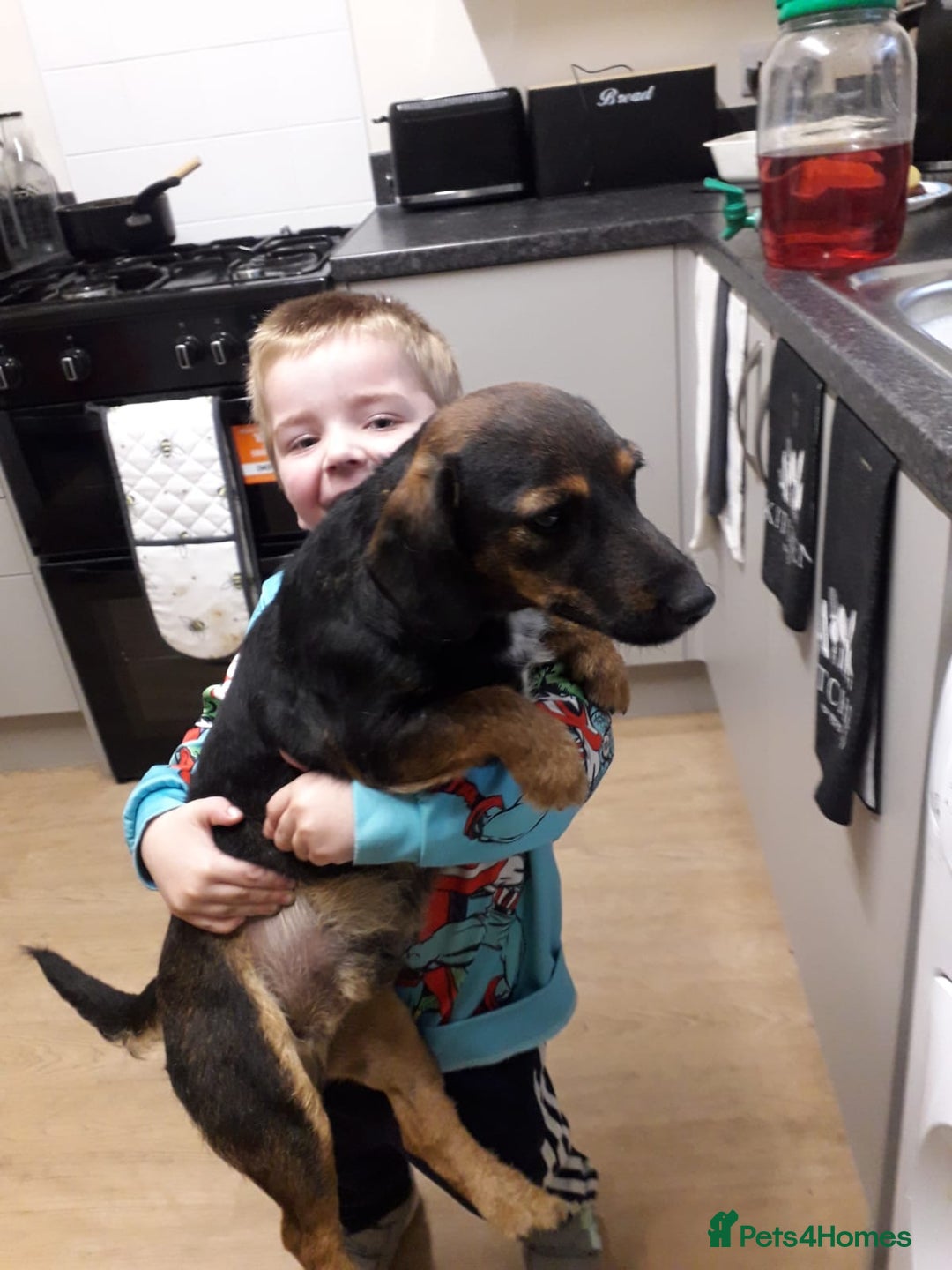 Jack Russell dogs for sale: Jack rusell - Advert 3