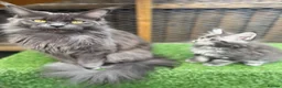 Maine Coon cats for sale: Blue smoke kittens from champion blood line - Advert 33