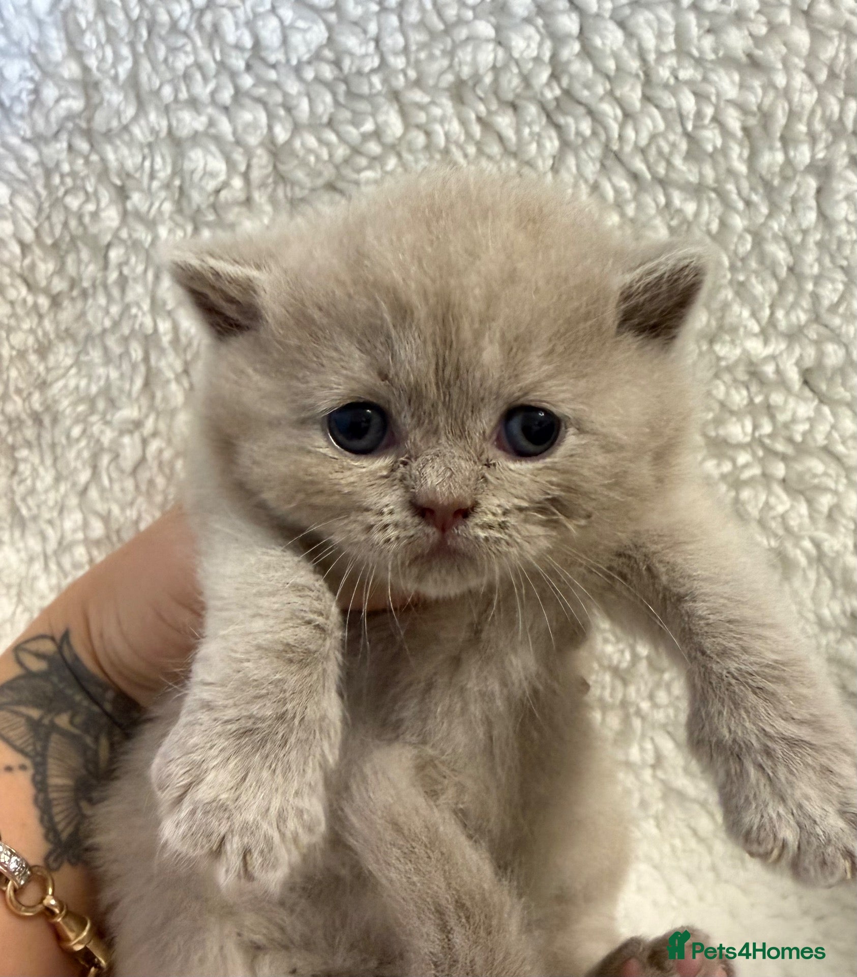 British Longhair cats for sale: BEAUTIFUL BRITISH SHORT HAIRED BABIES FOR SALE - Advert 2