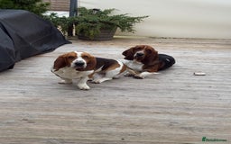 Basset Hound dogs for sale: 2 brothers need a new home :(  - Image 6