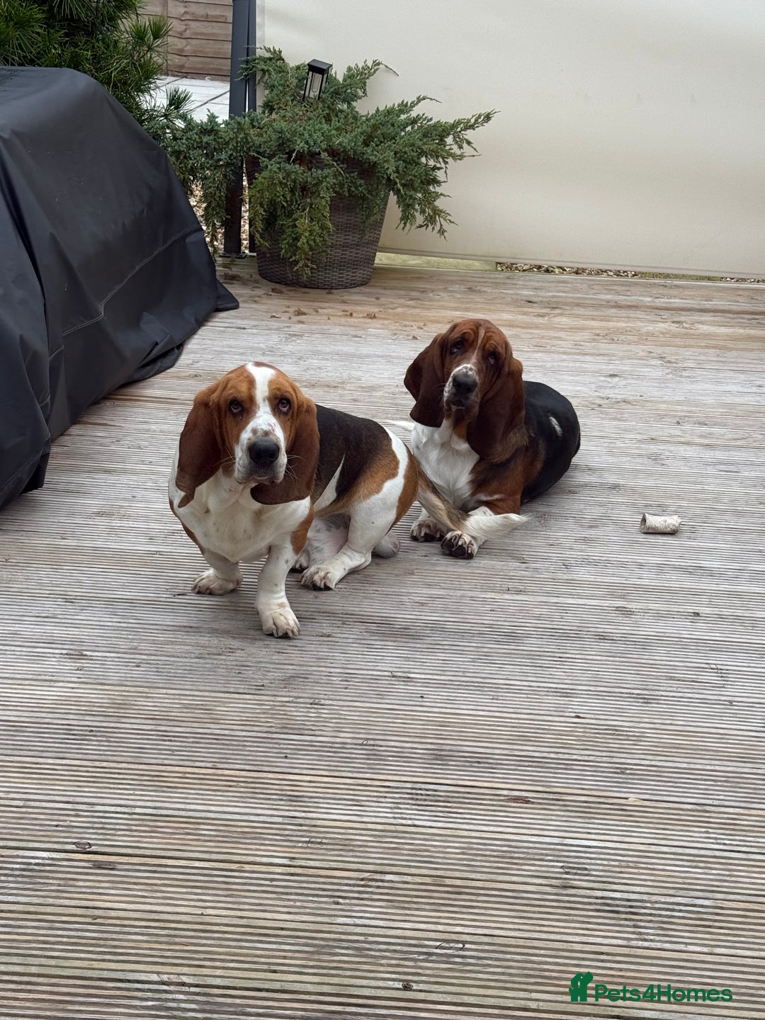 Basset Hound dogs for sale: 2 brothers need a new home :(  - Image 6