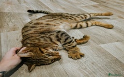 Bengal cats for sale: Bengal  - Image 8