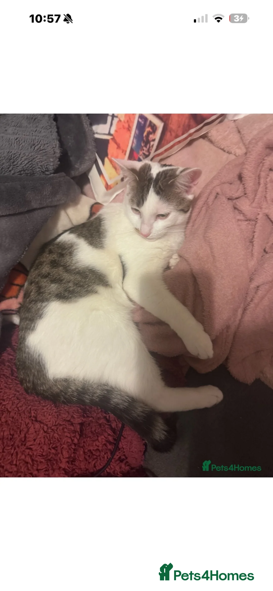 Mixed Breed cats for sale: indoor cat only! - Advert 2