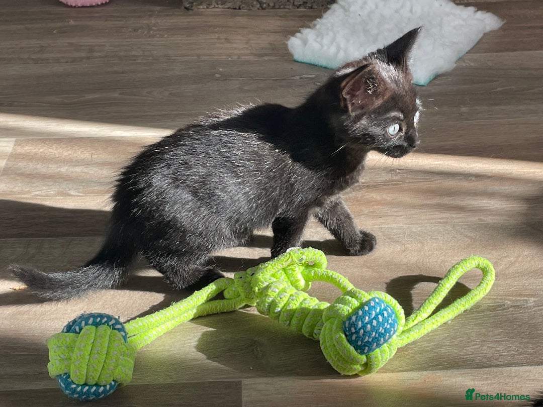 Mixed Breed cats for sale: 4 beautiful kittens ready now  - Image 6