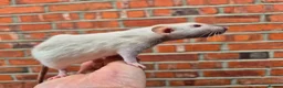 Rat rodents for sale: Various male and female rats  - Advert 15
