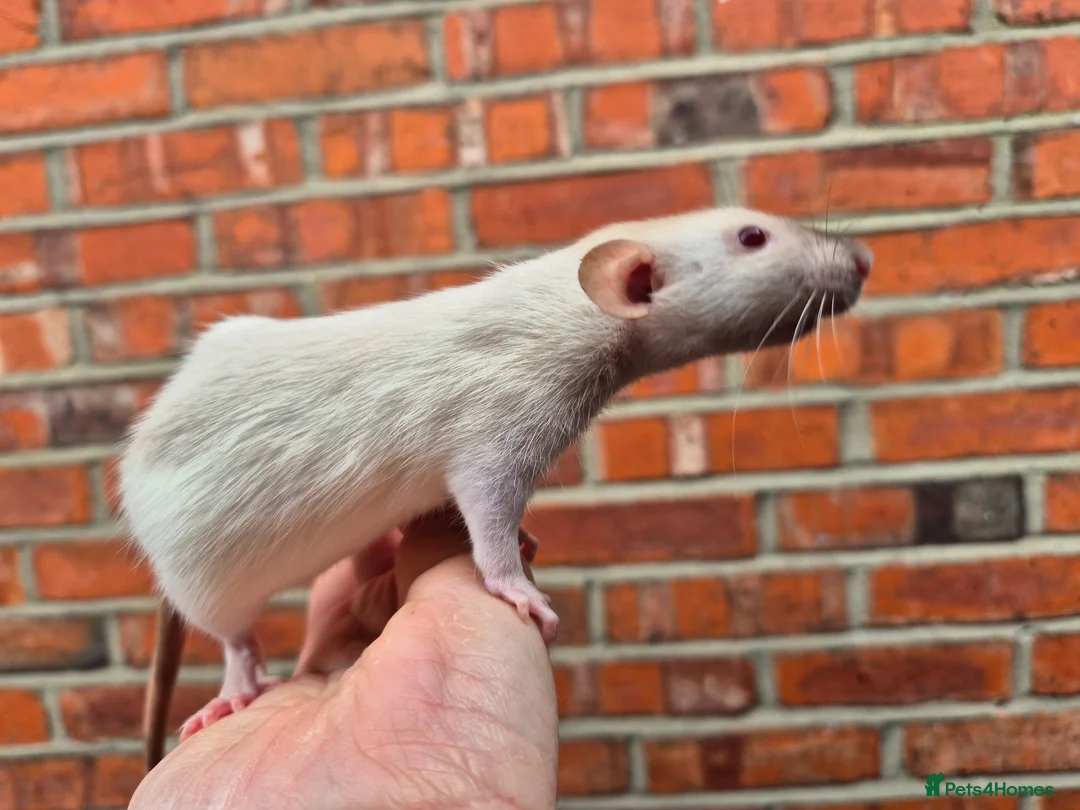 Rat rodents for sale: Various male and female rats  - Advert 15