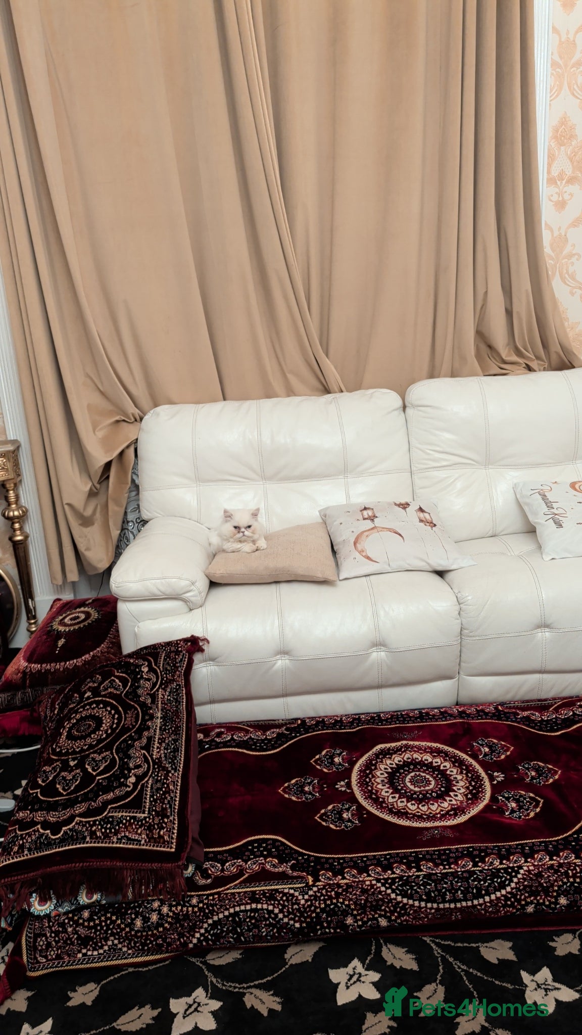 Munchkin cats Munchkin 6 months old kitten for sale - Advert 2