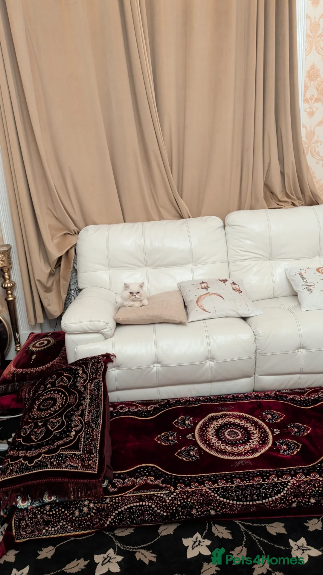 Munchkin cats for sale: Munchkin 6 months old kitten for sale - Advert 1