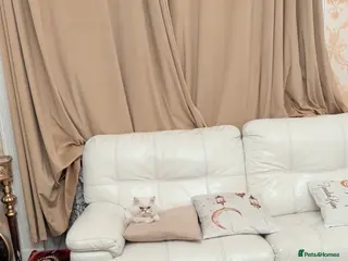 Munchkin cats Munchkin 6 months old kitten for sale - Advert 2