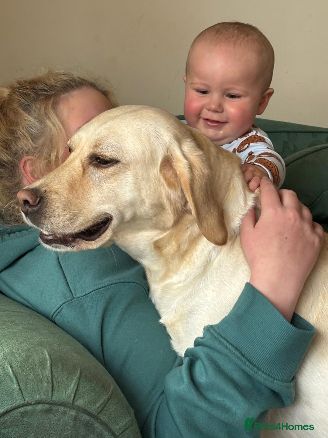 Labrador Retriever dogs for sale: Beautiful chunky labs  - Advert 16