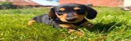 Miniature Dachshund dogs for sale: Miniature Dachshund Puppies  in Carlisle - Advert 14