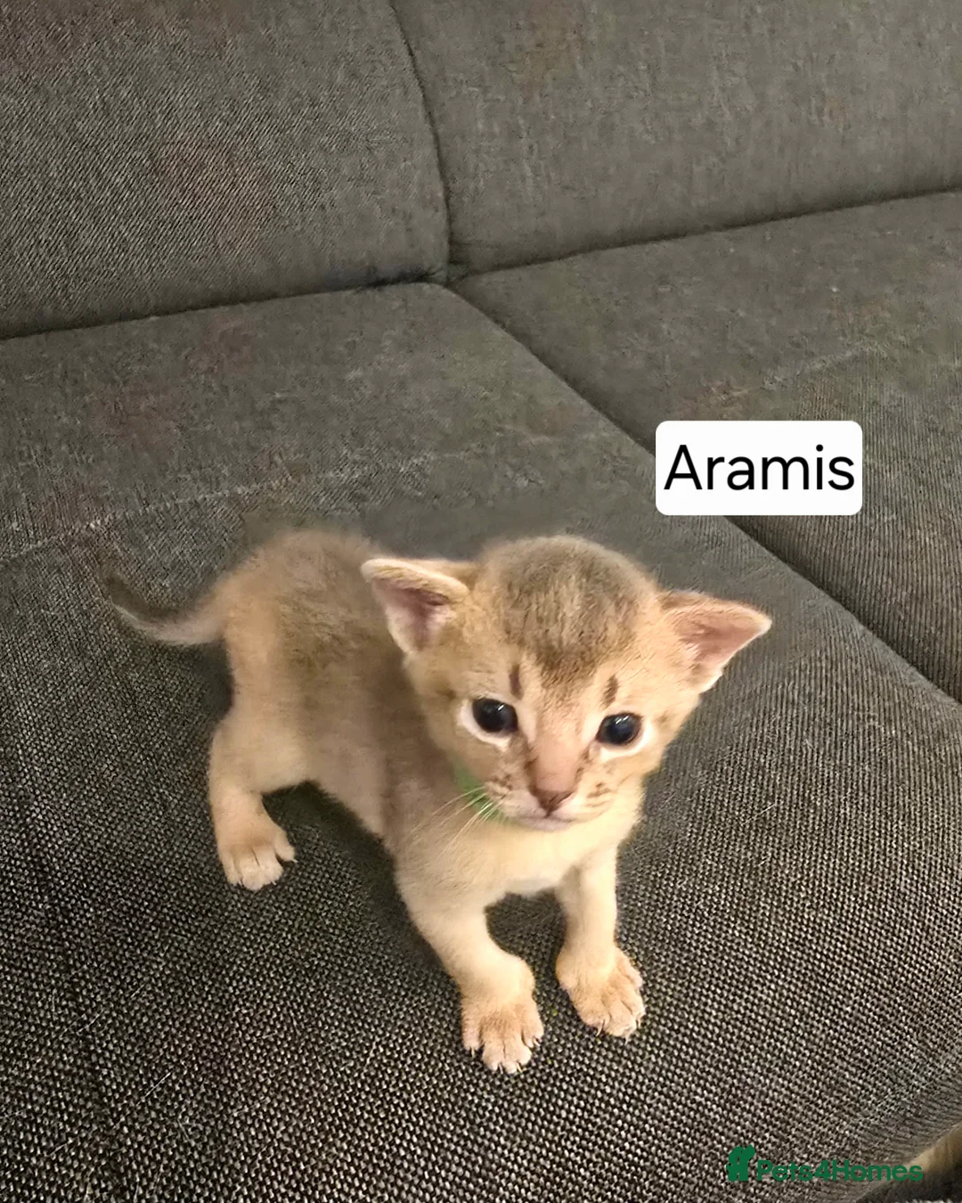 Abyssinian cats for sale: Champions 🏆  line Abyssinian Kitten!😸 - Advert 8