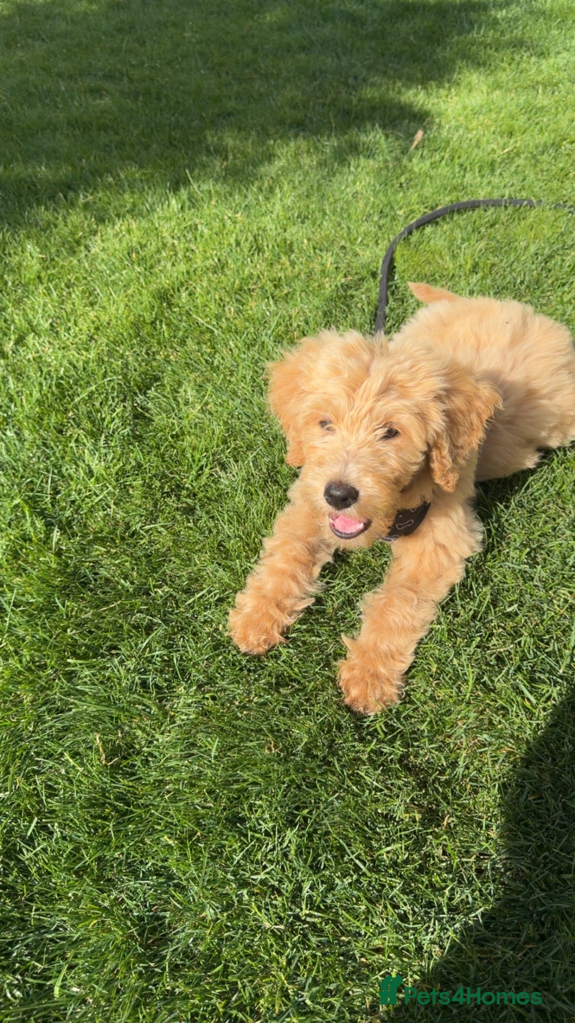 Goldendoodle dogs 4 months Goldendoodle (Bear) - Advert 5