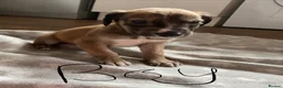 Lurcher dogs for sale: Lurcher puppies  in Keith - Advert 4