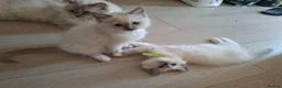 Ragdoll cats for sale: Male Ragdoll kittens  - Advert 6