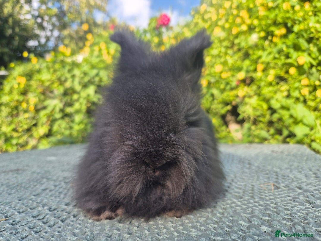 Angora rabbits for sale: 😍Large Angora babies- parents imported from 🇫🇷  - Image 8