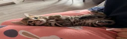 Bengal cats for sale: Beautiful bengal kittens 🐾🐾🐾 - Advert 22