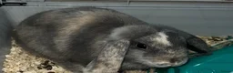 Mini Lop rabbits for sale: Mini lop rabbit - Advert 2