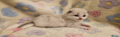 Ragdoll 3
