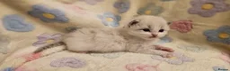 Ragdoll cats for sale: 🏆 GCCF Ragdolls – Championship Bloodlines - Advert 4