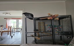 Parrots birds for sale: Timneh african grey  - Image 1