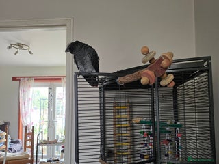 Parrots birds for sale - Advert 1