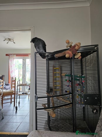 Parrots birds - Advert 1