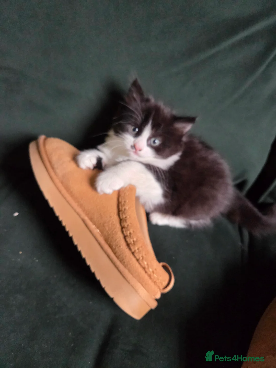 Mixed Breed cats for sale: 4 gorgeous kittens😻😻😻😻 - Advert 2