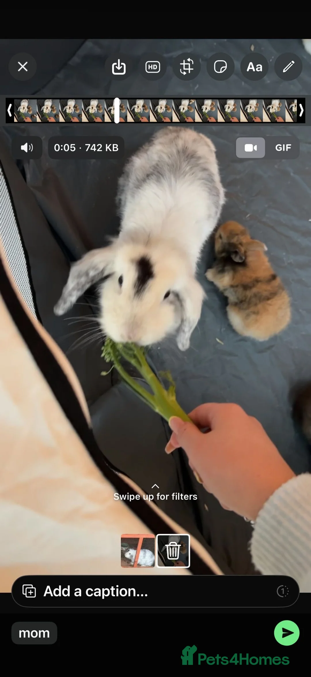 Mini Lion Lop rabbits for sale: Gorgeous girl rabbit 13 months old - Advert 1