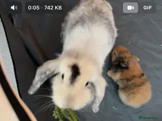 Mini Lion Lop rabbits Gorgeous girl rabbit 13 months old - Advert 3