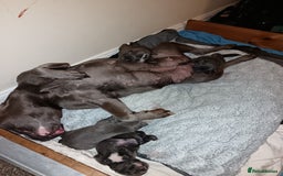 Staffordshire Bull Terrier dogs for sale: CHAMPION BLOOD LINES STOCKY BLUE STAFFY PUPS  - Image 9