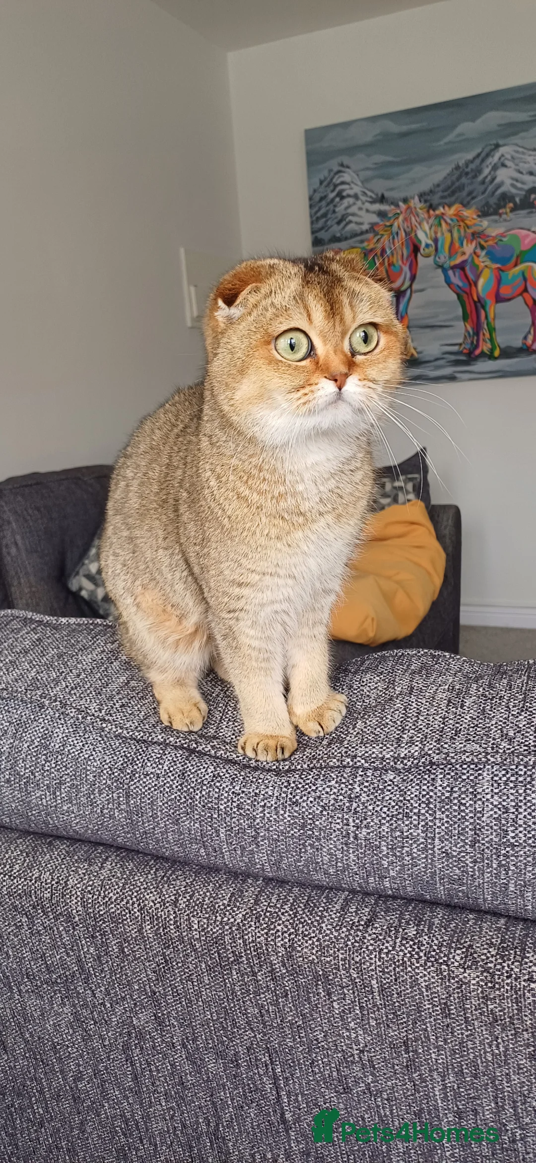 Scottish Fold cats for sale: TICA Registered Scottish Fold  - Advert 12