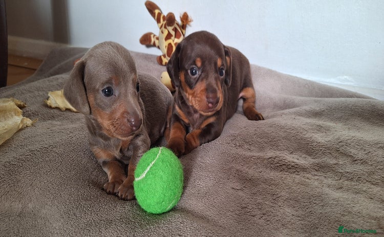 Miniature Dachshund dogs - Advert 15