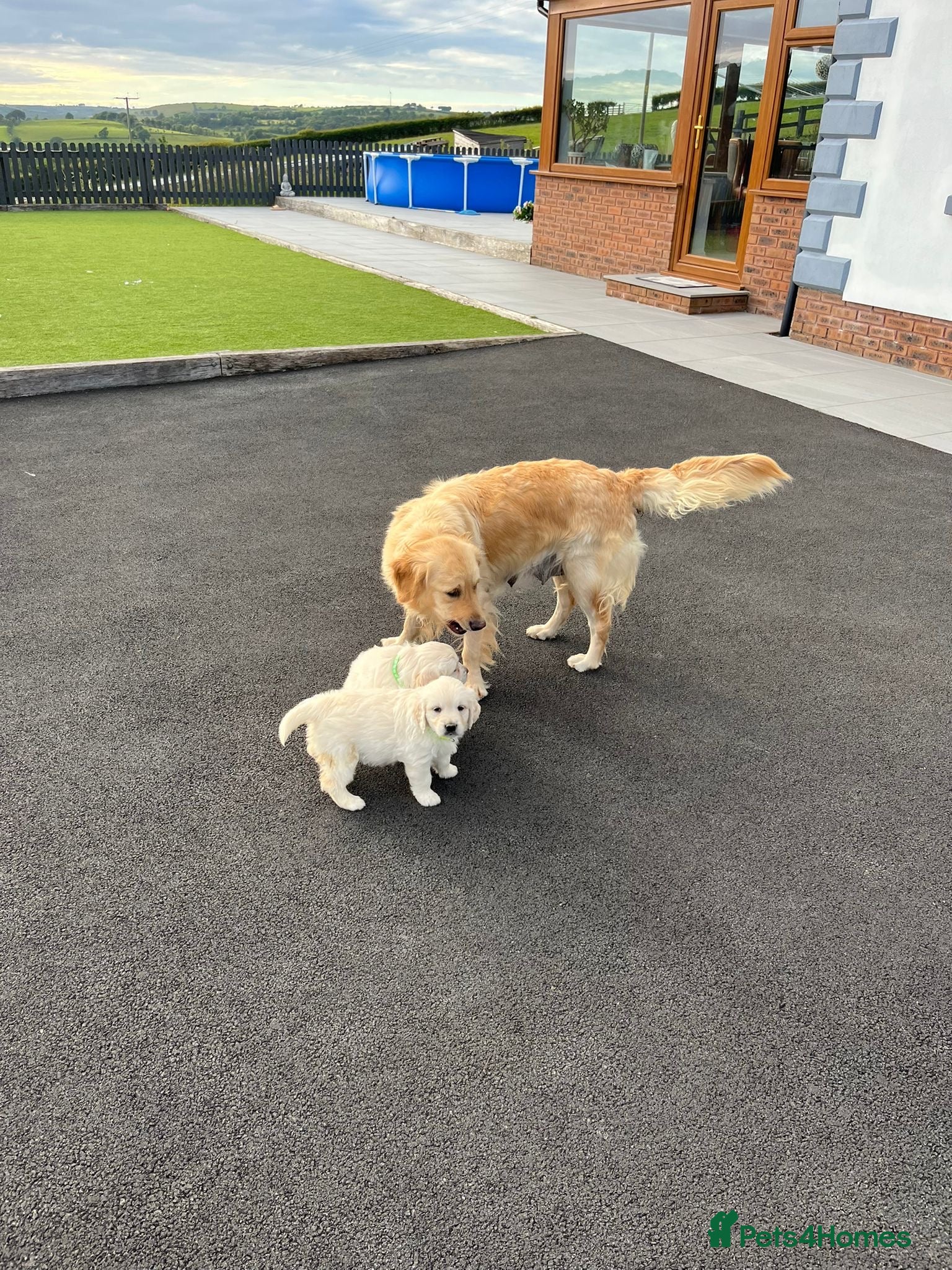 Golden Retriever dogs Wonderful litter health tested parents  - Advert 1