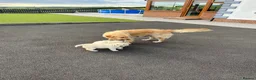 Golden Retriever dogs for sale: Wonderful litter health tested parents  - Advert 1
