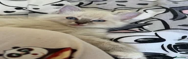 Blue Mitted