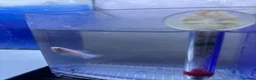 Bettas fish for sale: Mixed betta fish  - Advert 13