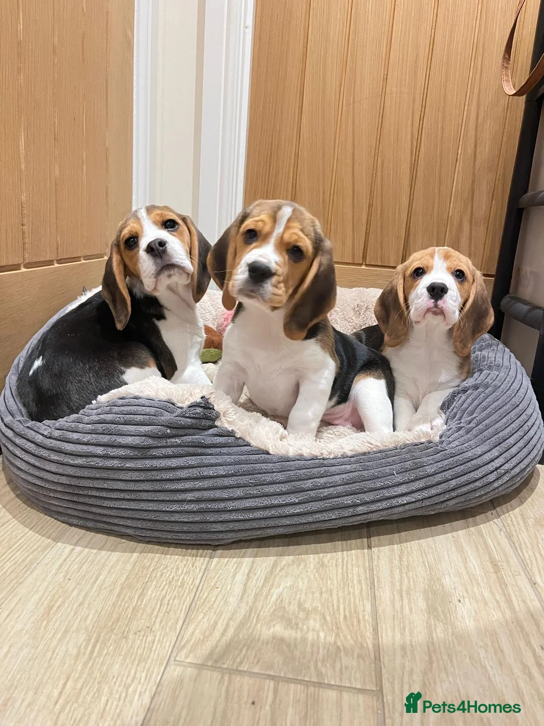 Beagle dogs for sale: KC registered beagle poppies  - Advert 1