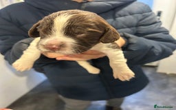 English Springer Spaniel dogs for sale: KC registered Springer spaniels puppies  - Image 23