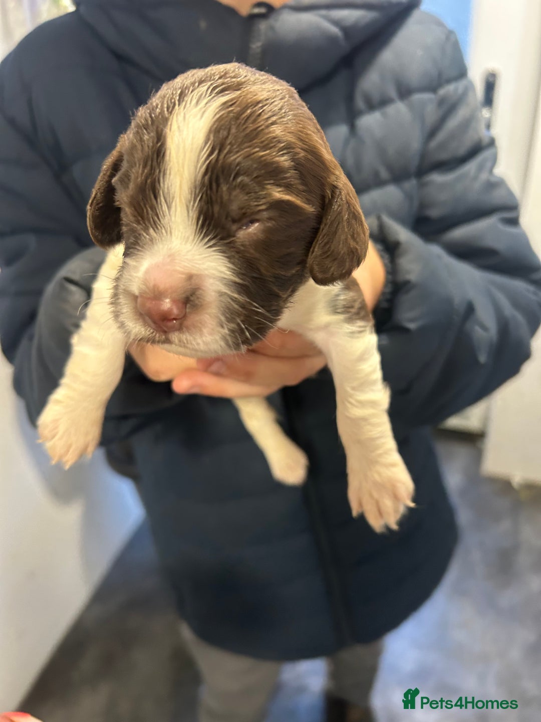English Springer Spaniel dogs for sale: KC registered Springer spaniels puppies  - Image 23