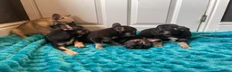 French Bulldog dogs for sale: 5 Frenchie pups ready for their forever homes🐶🏡 - Advert 11