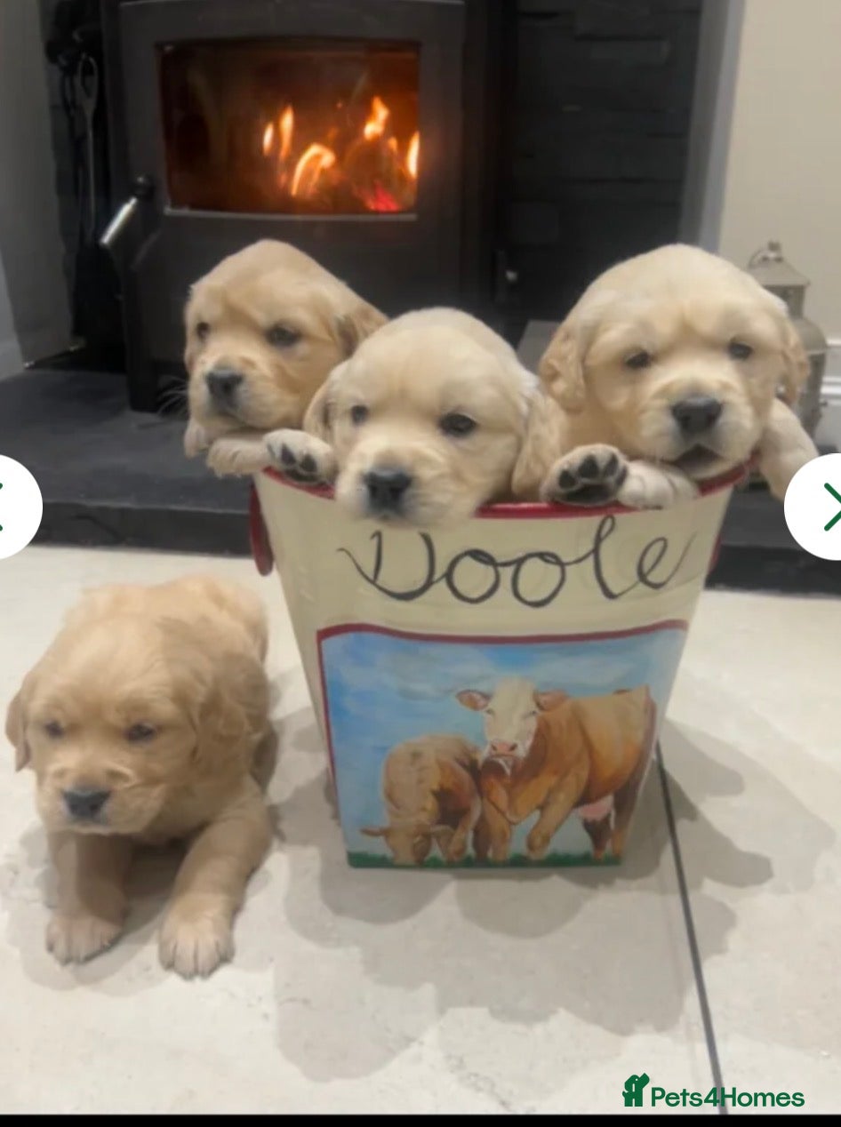 Golden Retriever dogs Golden retriever puppies  - Advert 5