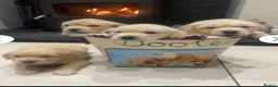 Golden Retriever dogs for sale: Golden retriever puppies  - Advert 1