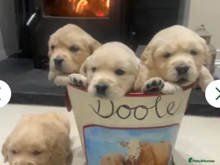 Golden Retriever dogs Golden retriever puppies - Advert 5