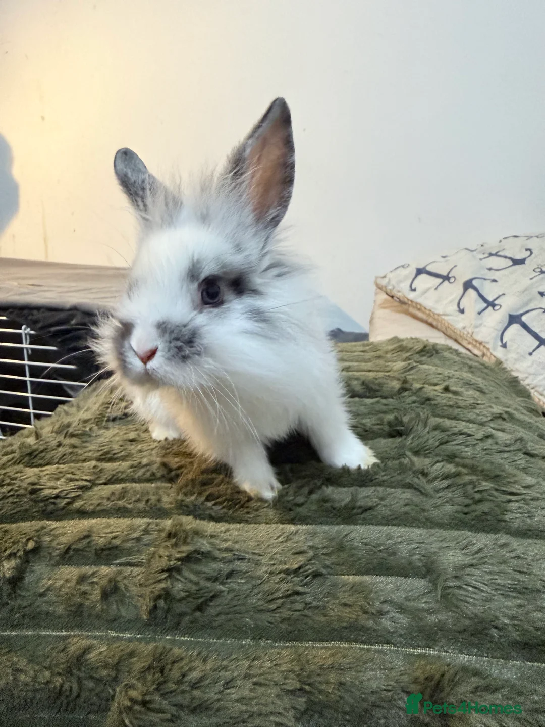 Lionhead rabbits for sale: Cute Lionhead baby bunnies-VERY FRIENDLY - Advert 7