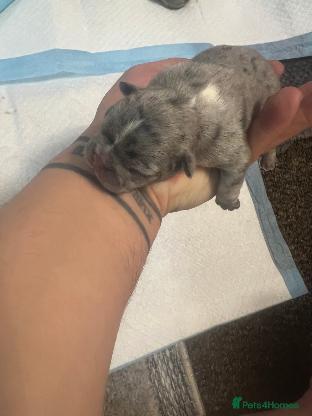 French Bulldog dogs for sale: French puppy  - Advert 9