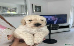 Standard Poodle dogs for sale: Stunning KC Standard Poodle Puppies for sale - Image 6