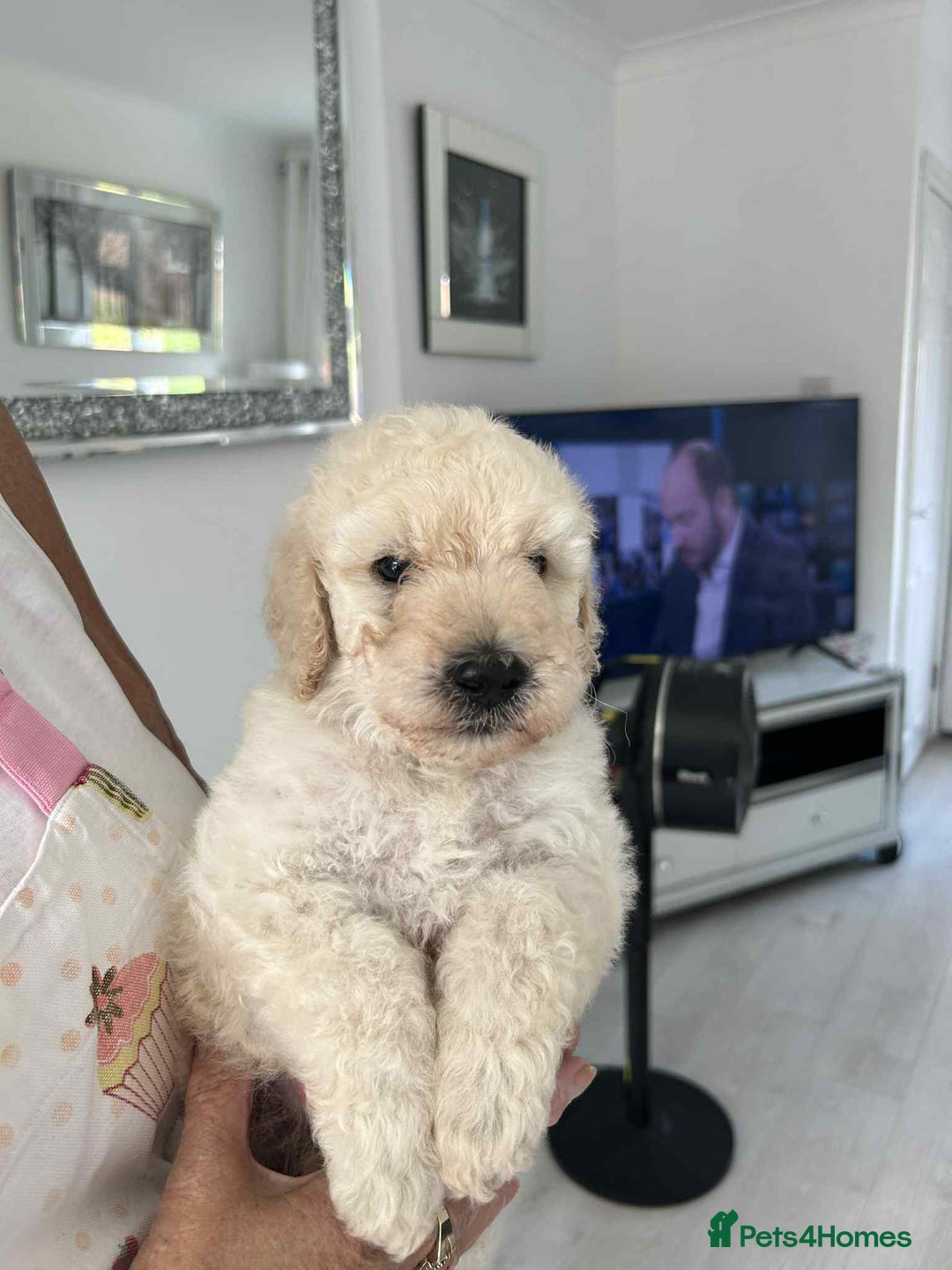 Standard Poodle dogs for sale: Stunning KC Standard Poodle Puppies for sale - Image 6